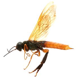   Sirex nitidus  male pale form lateral habitus; photo by H. Goulet, CNC 
